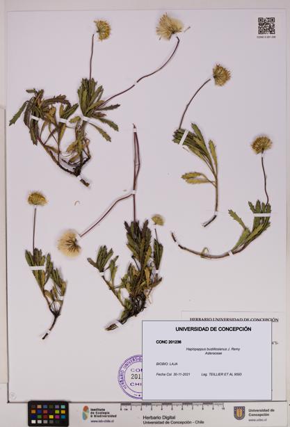 Haplopappus bustillosianus [Espécimen: UDEC:CONC:0201236]