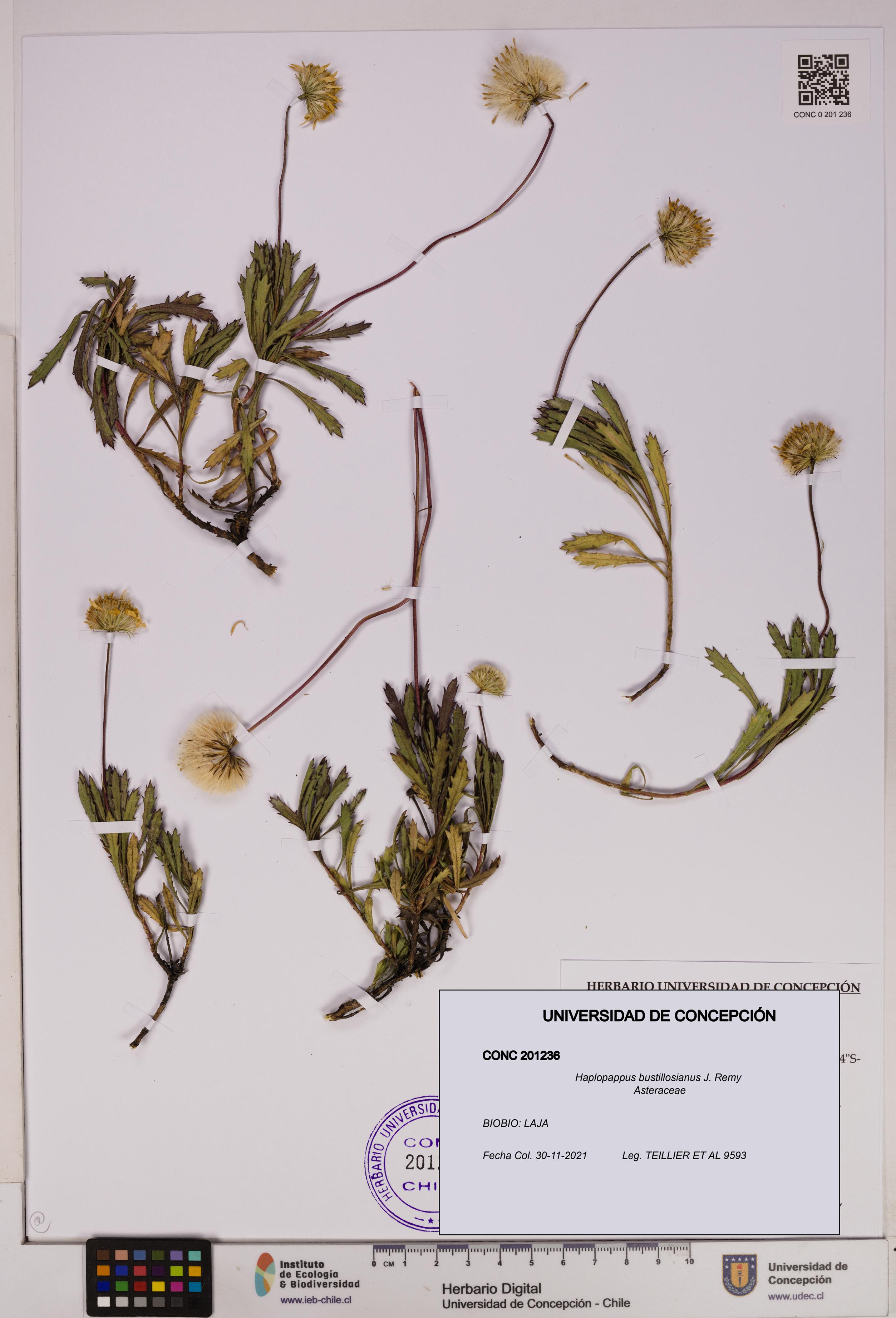 Haplopappus bustillosianus [Espécimen: UDEC:CONC:0201236]