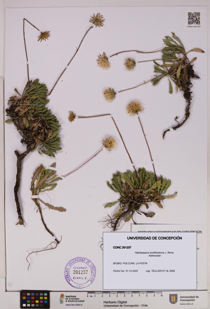 Haplopappus bustillosianus [Espécimen: UDEC:CONC:0201237]