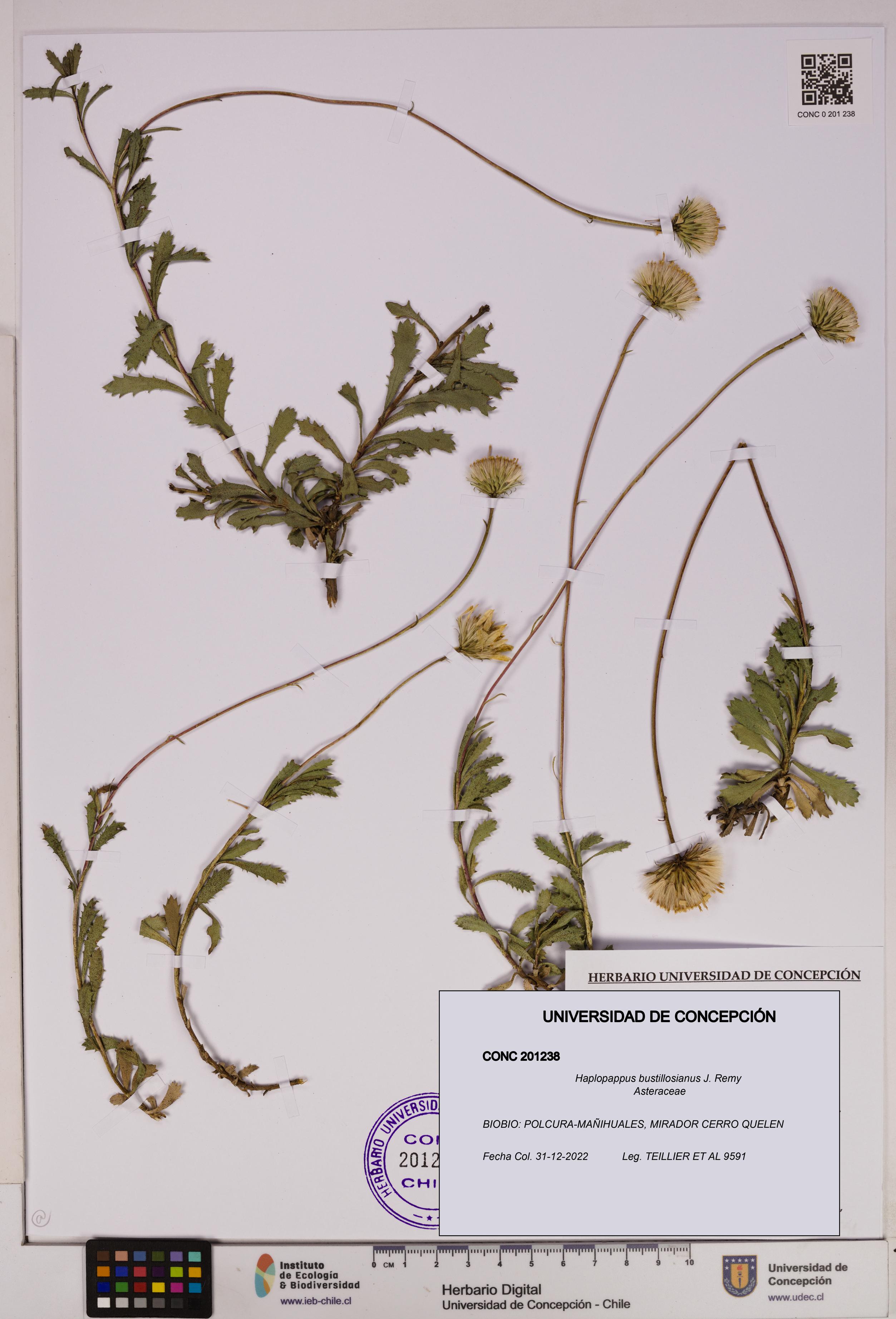 Haplopappus bustillosianus [Espécimen: UDEC:CONC:0201238]