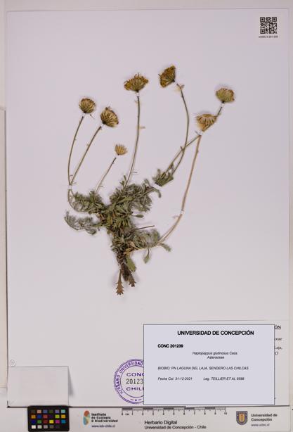 Haplopappus glutinosus [Espécimen: UDEC:CONC:0201239]