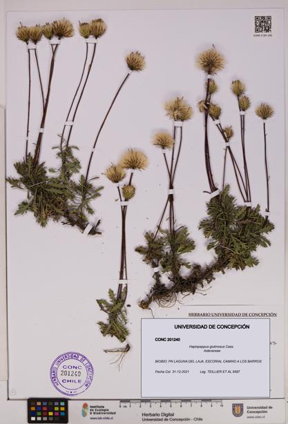 Haplopappus glutinosus [Espécimen: UDEC:CONC:0201240]