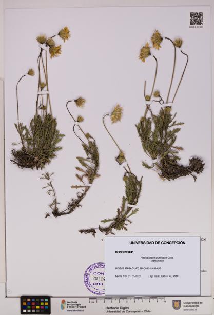 Haplopappus glutinosus [Espécimen: UDEC:CONC:0201241]