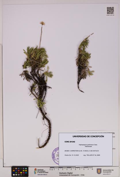 Haplopappus glutinosus [Espécimen: UDEC:CONC:0201242]