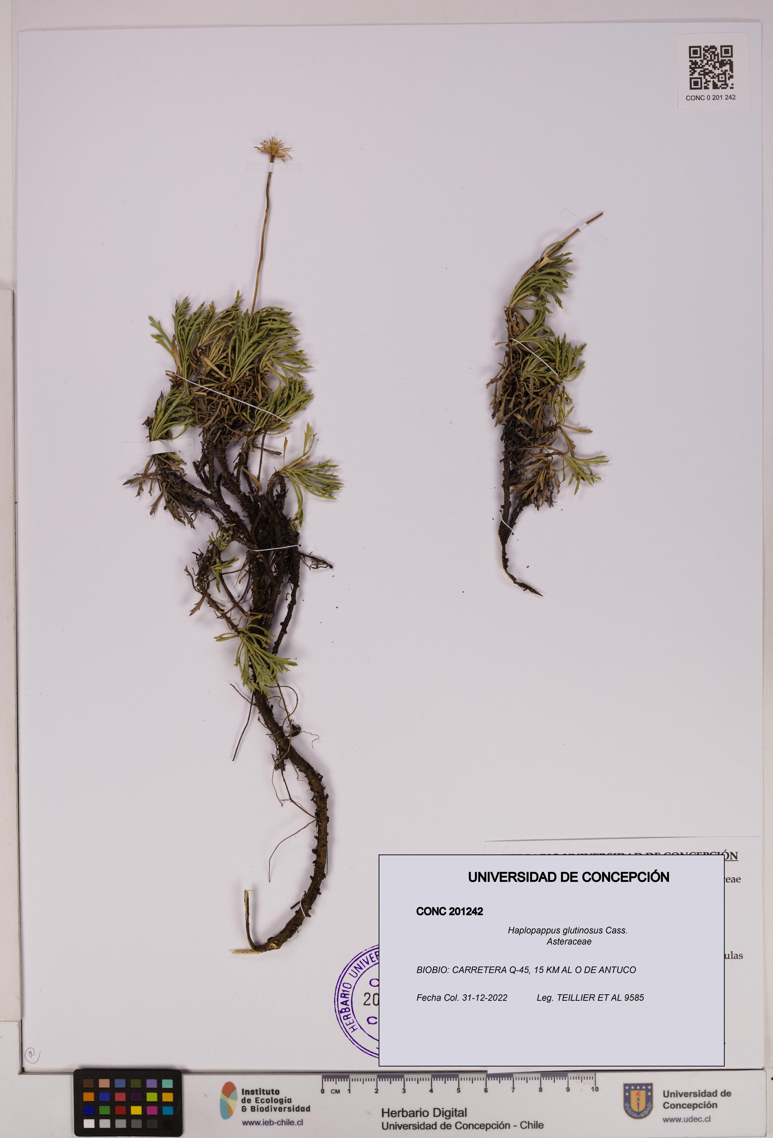 Haplopappus glutinosus [Espécimen: UDEC:CONC:0201242]