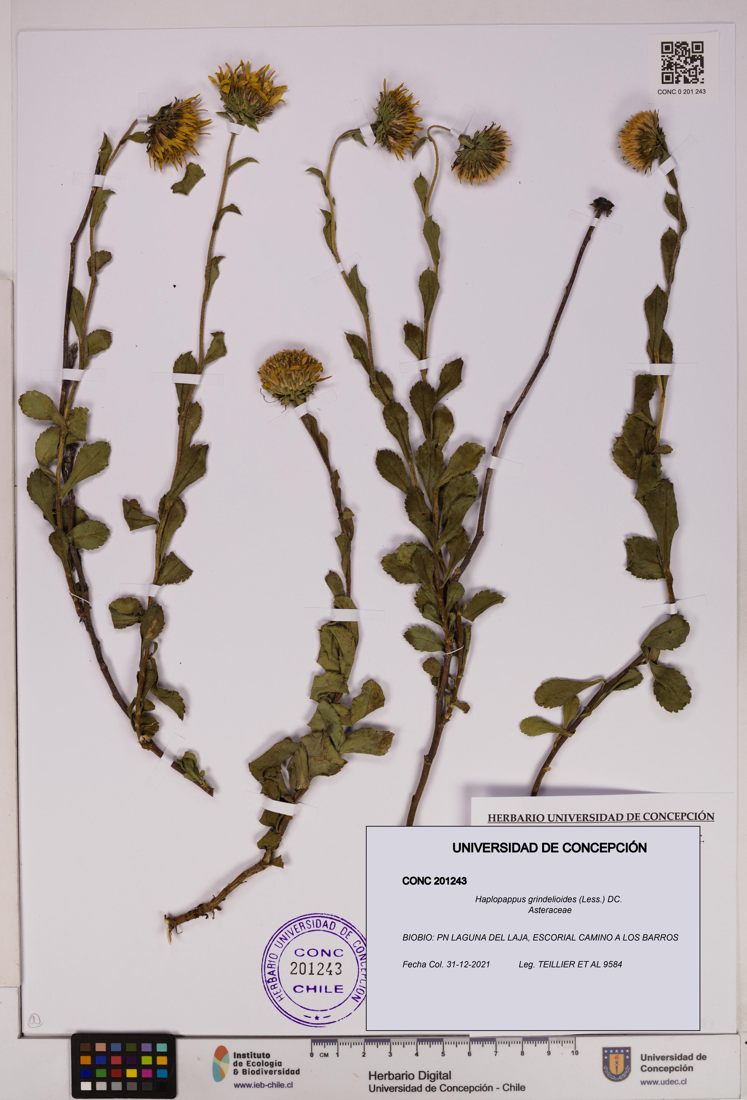 Haplopappus grindelioides [Espécimen: UDEC:CONC:0201243]