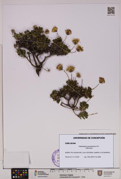Haplopappus paucidentatus [Espécimen: UDEC:CONC:0201244]