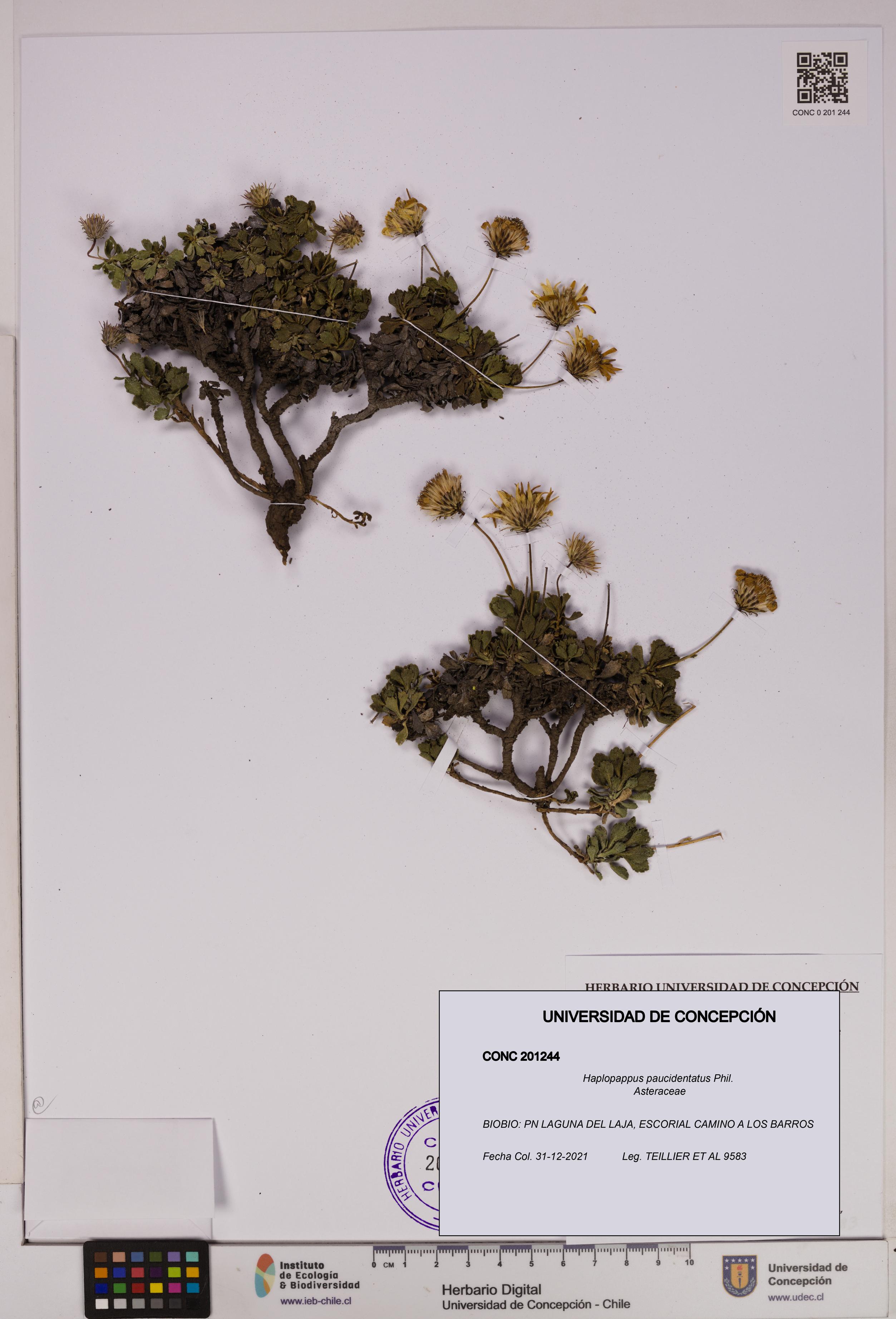 Haplopappus paucidentatus [Espécimen: UDEC:CONC:0201244]