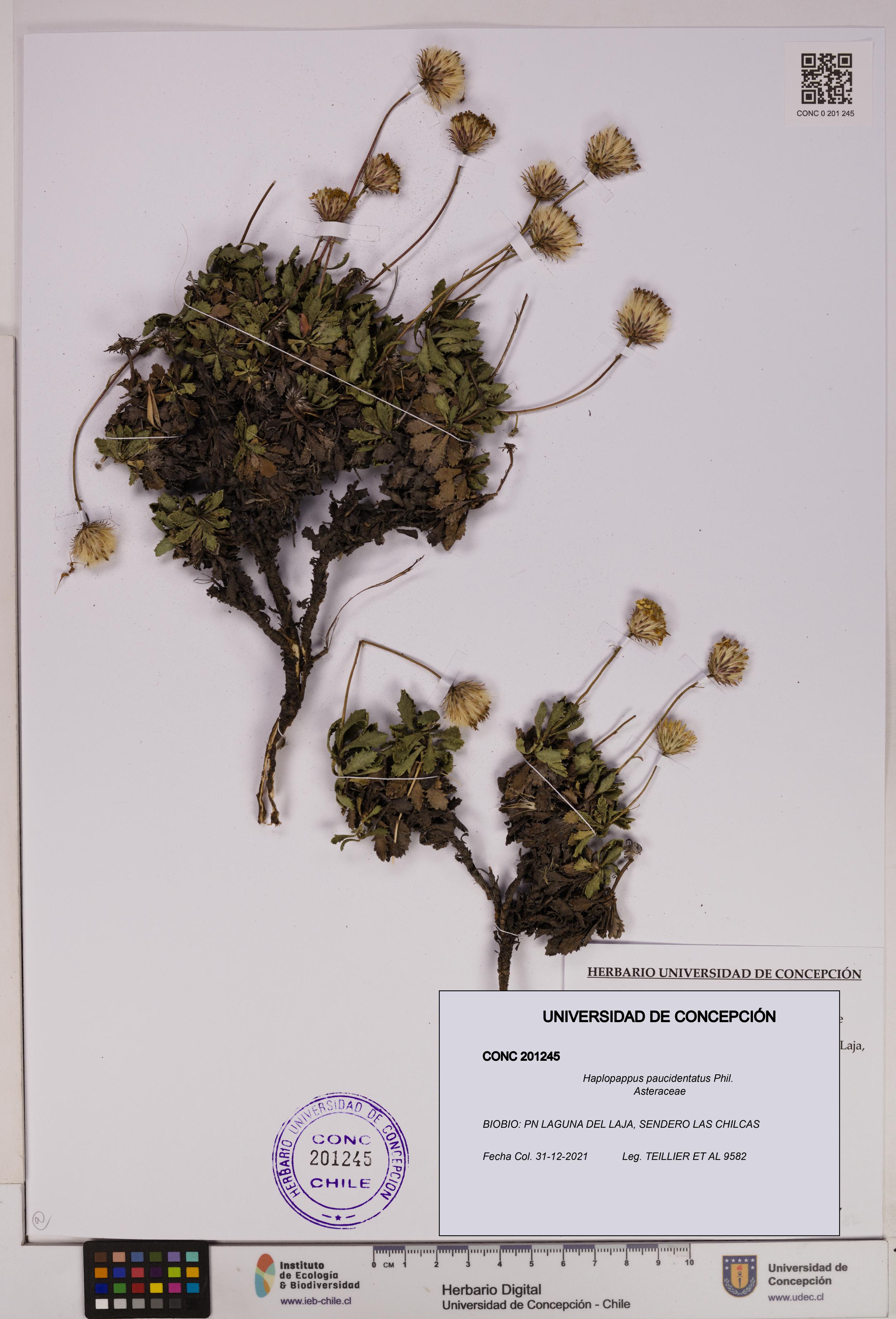Haplopappus paucidentatus [Espécimen: UDEC:CONC:0201245]