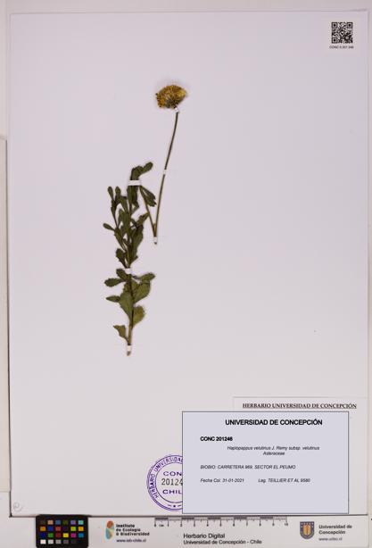 Haplopappus velutinus subsp. velutinus [Espécimen: UDEC:CONC:0201246]