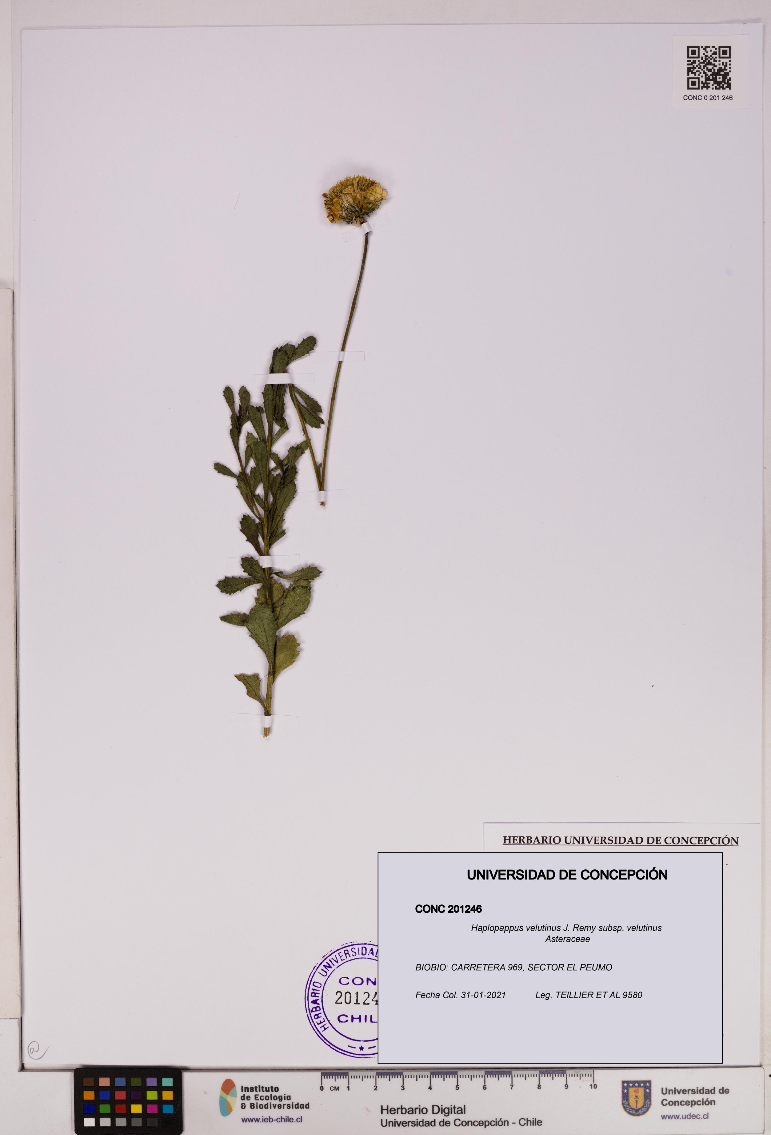 Haplopappus velutinus subsp. velutinus [Espécimen: UDEC:CONC:0201246]