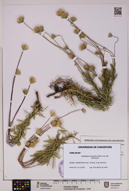 Haplopappus punctatus [Espécimen: UDEC:CONC:0201247]