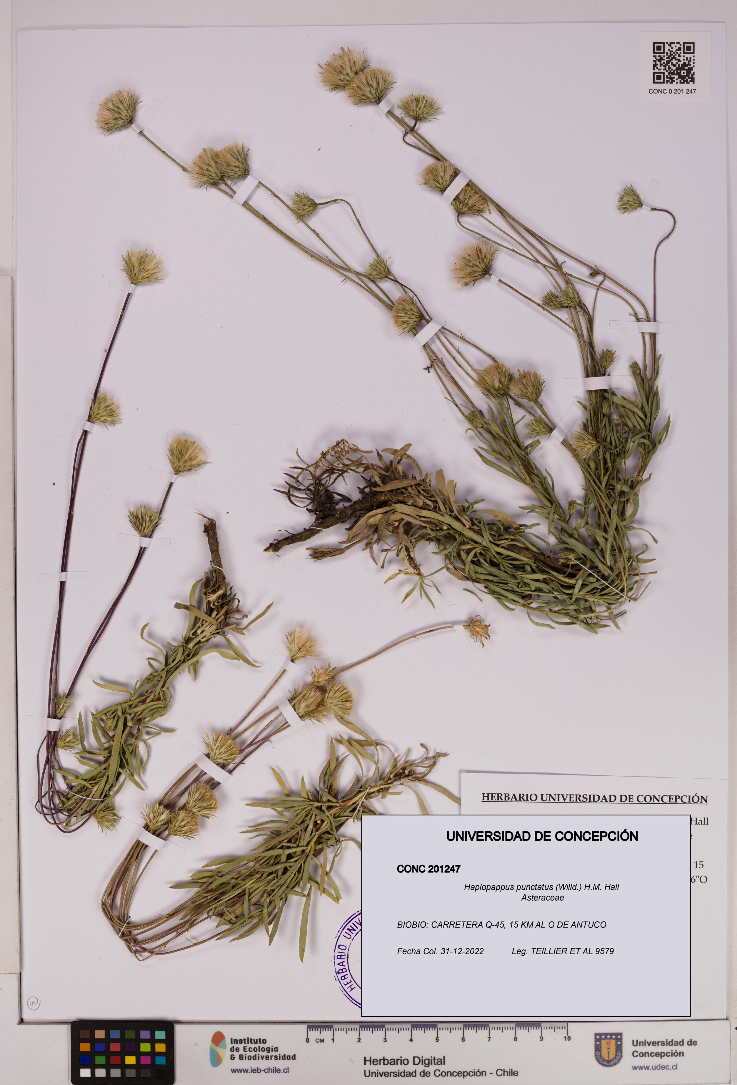 Haplopappus punctatus [Espécimen: UDEC:CONC:0201247]