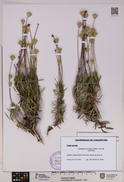 Haplopappus punctatus [Espécimen: UDEC:CONC:0201248]