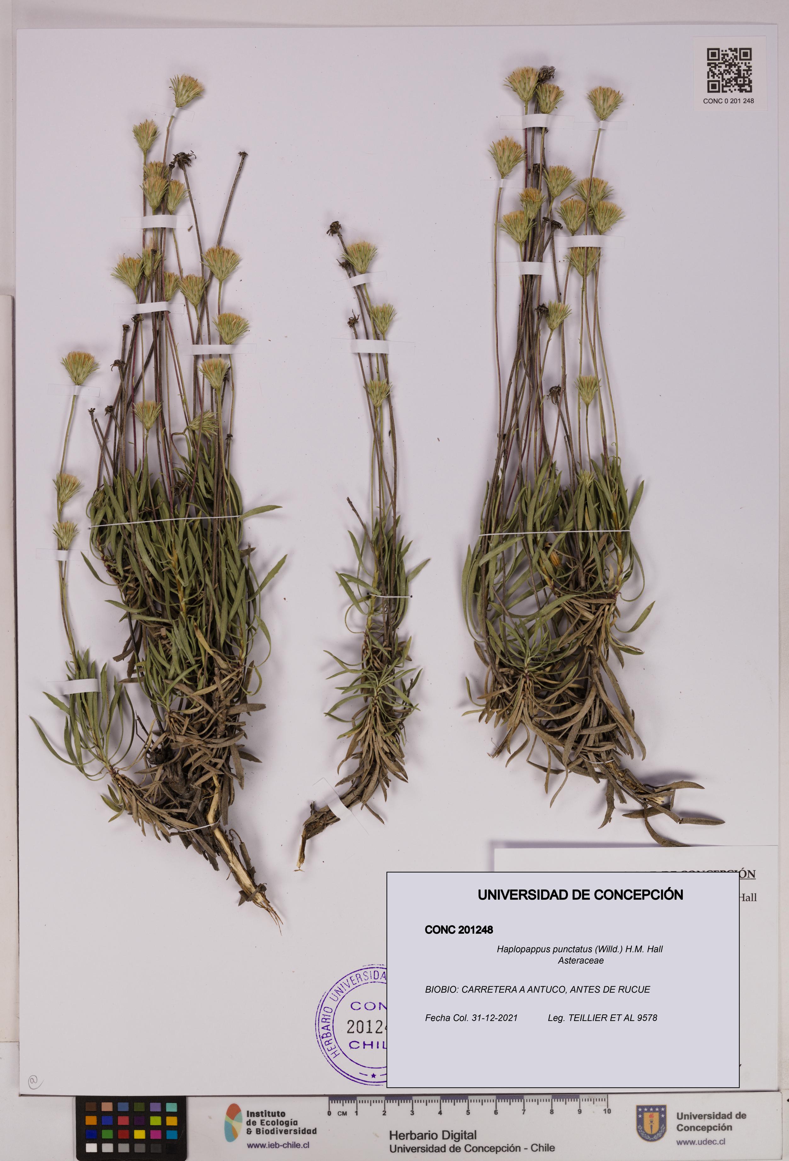 Haplopappus punctatus [Espécimen: UDEC:CONC:0201248]