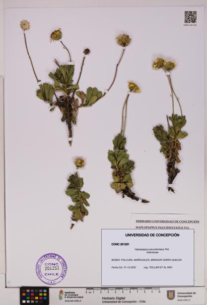 Haplopappus paucidentatus [Espécimen: UDEC:CONC:0201251]