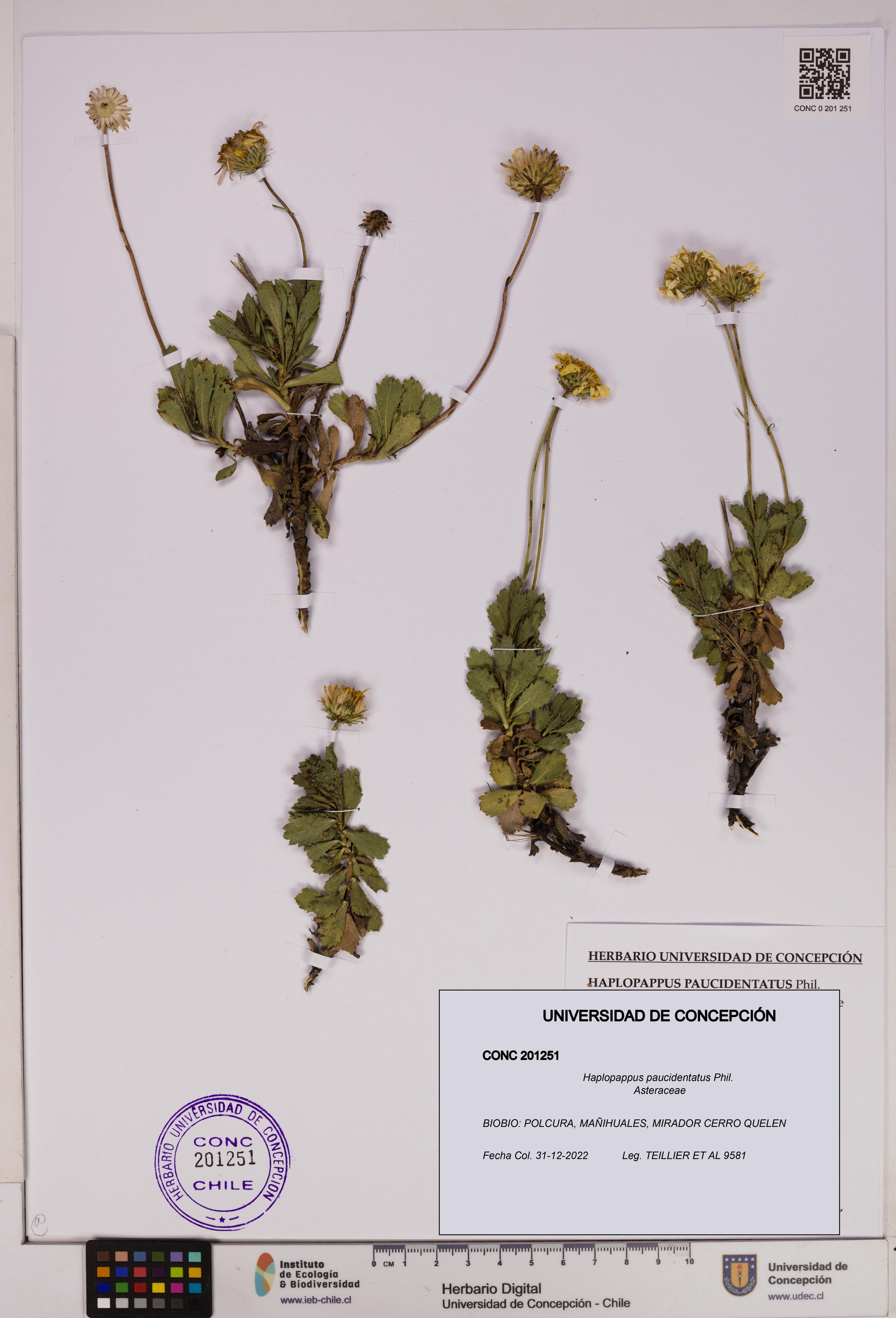 Haplopappus paucidentatus [Espécimen: UDEC:CONC:0201251]