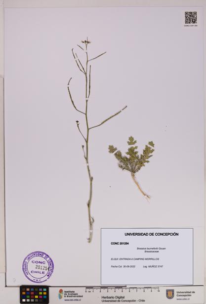 Brassica tournefortii [Espécimen: UDEC:CONC:0201254]