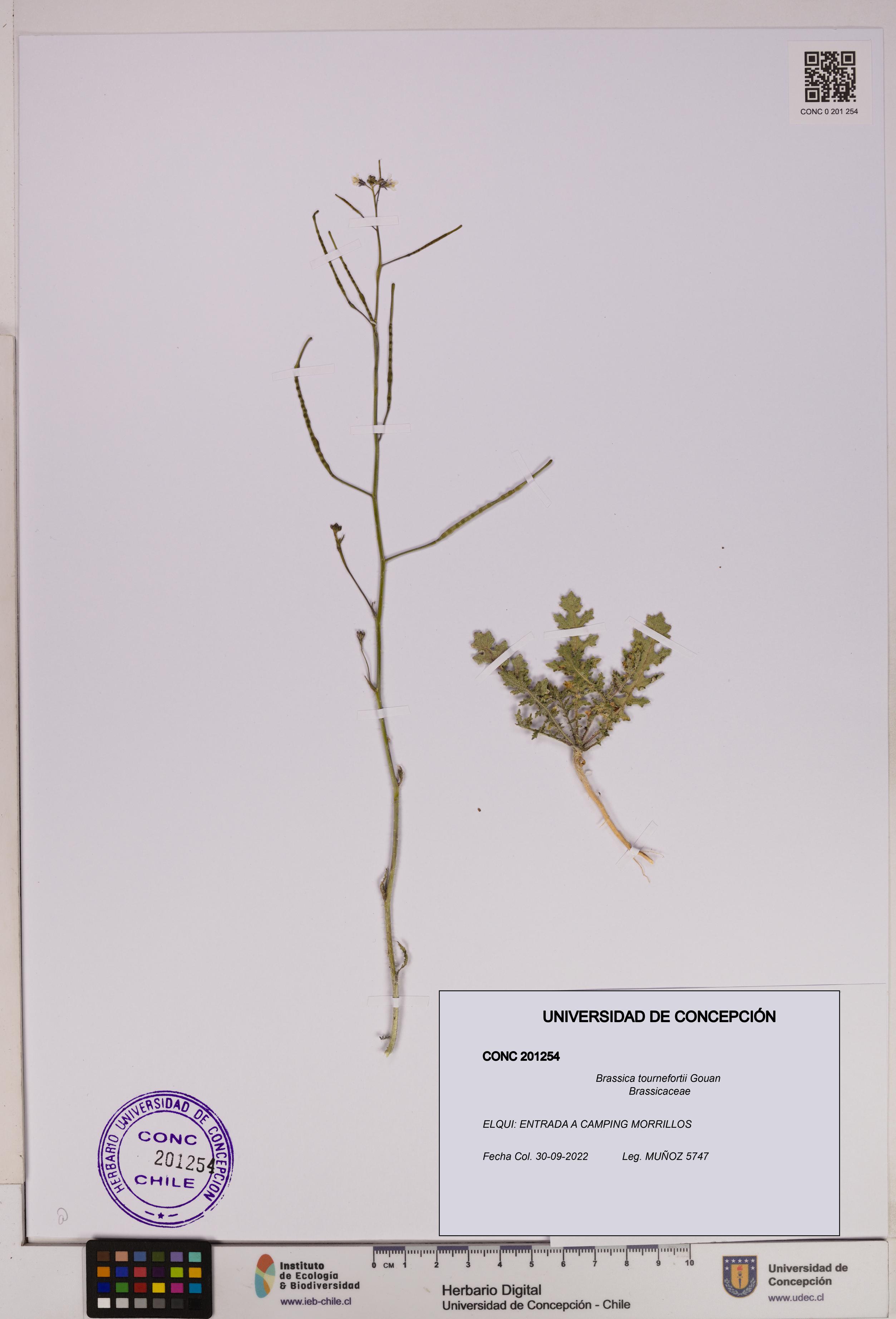 Brassica tournefortii [Espécimen: UDEC:CONC:0201254]