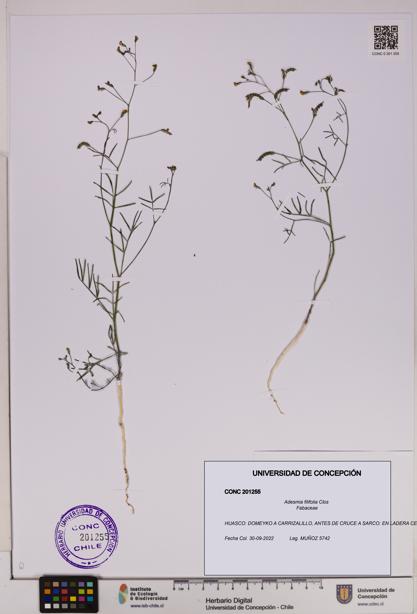 Adesmia filifolia [Espécimen: UDEC:CONC:0201255]
