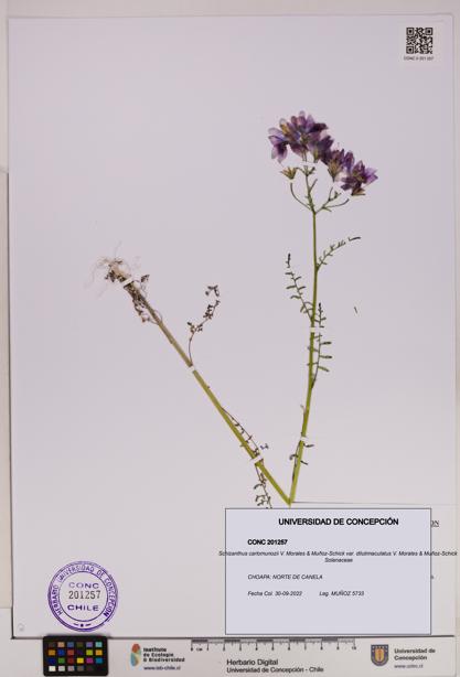 Schizanthus carlomunozii [Espécimen: UDEC:CONC:0201257]
