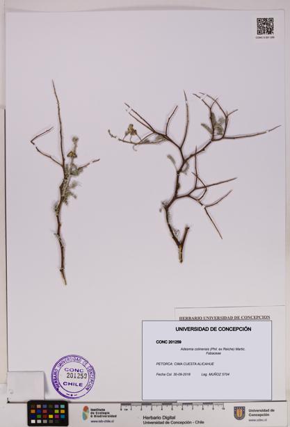 Adesmia colinensis [Espécimen: UDEC:CONC:0201259]