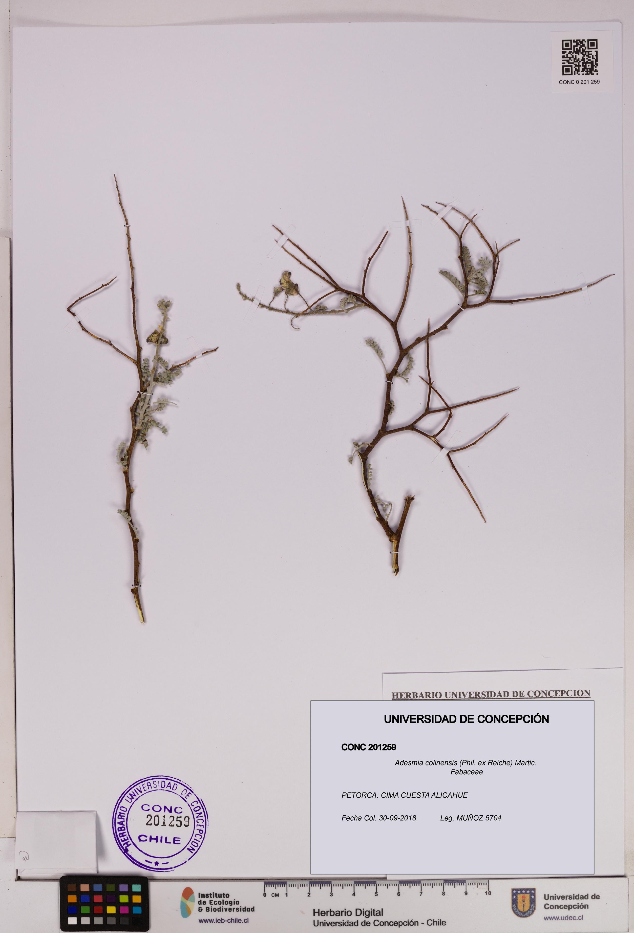 Adesmia colinensis [Espécimen: UDEC:CONC:0201259]