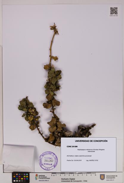Haplopappus retinervius [Espécimen: UDEC:CONC:0201260]