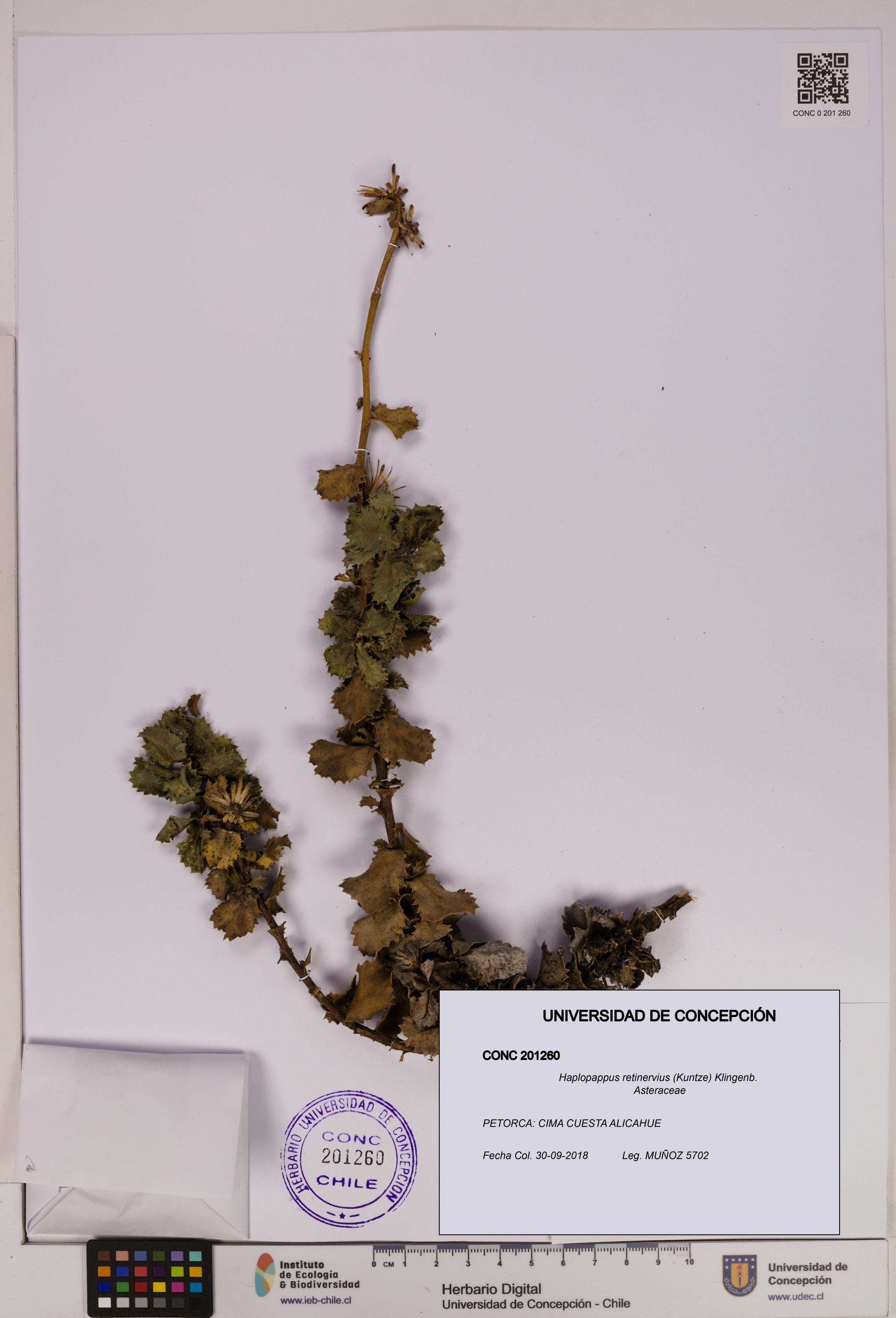 Haplopappus retinervius [Espécimen: UDEC:CONC:0201260]