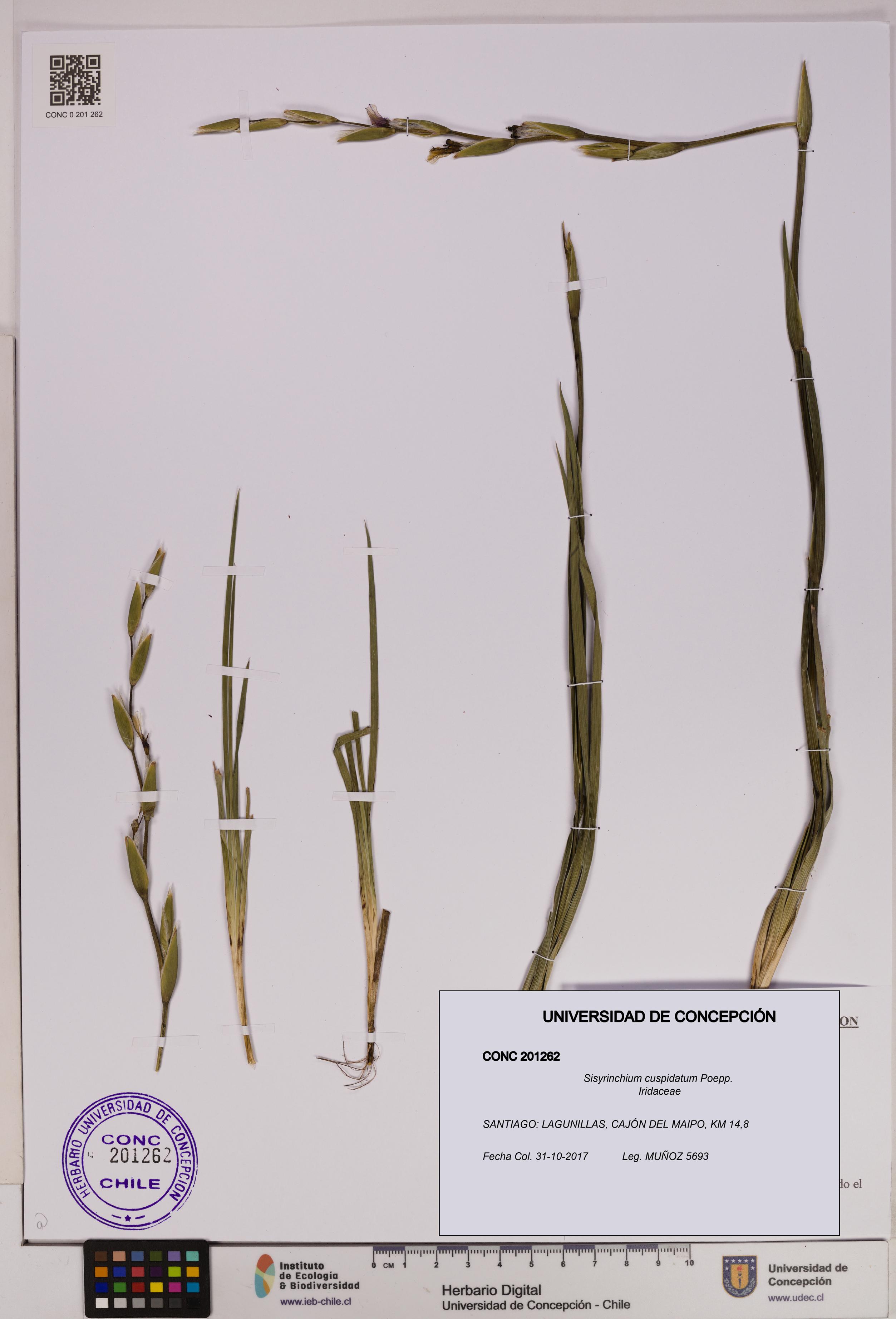 Sisyrinchium cuspidatum [Espécimen: UDEC:CONC:0201262]