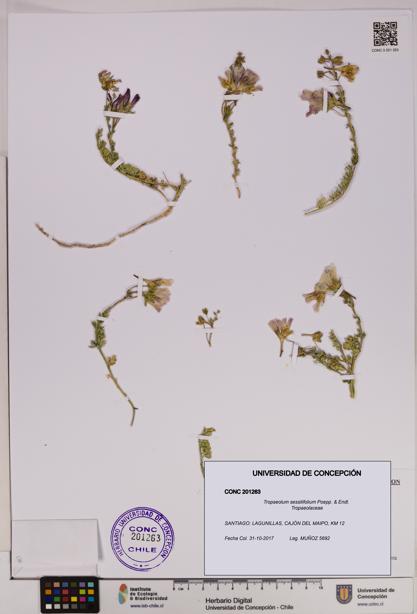 Tropaeolum sessilifolium [Espécimen: UDEC:CONC:0201263]