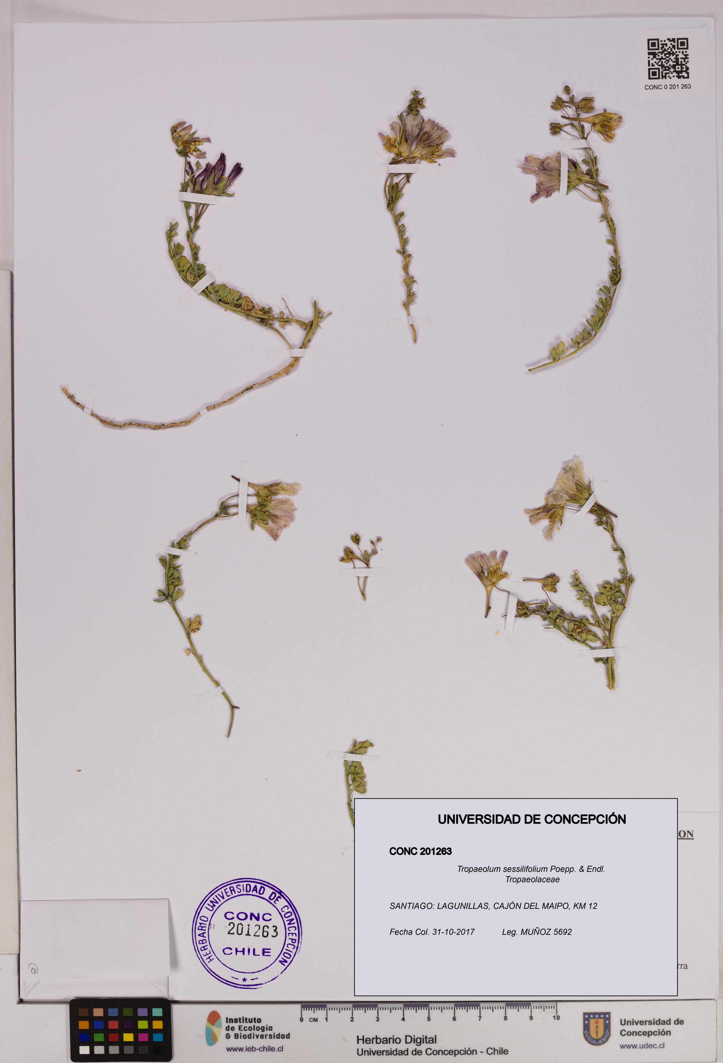 Tropaeolum sessilifolium [Espécimen: UDEC:CONC:0201263]