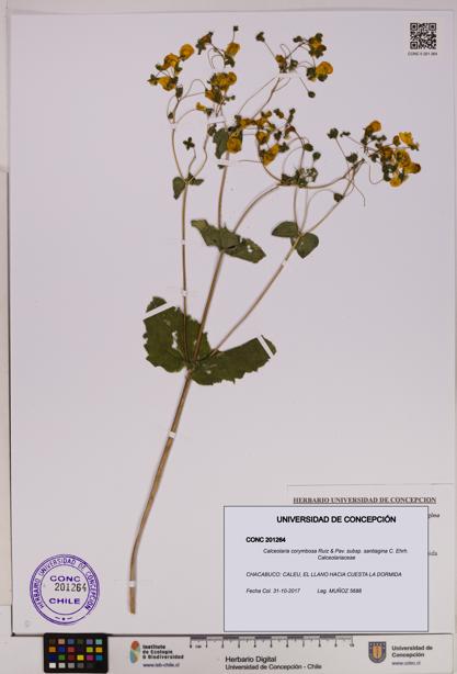 Calceolaria corymbosa subsp. santiagina [Espécimen: UDEC:CONC:0201264]