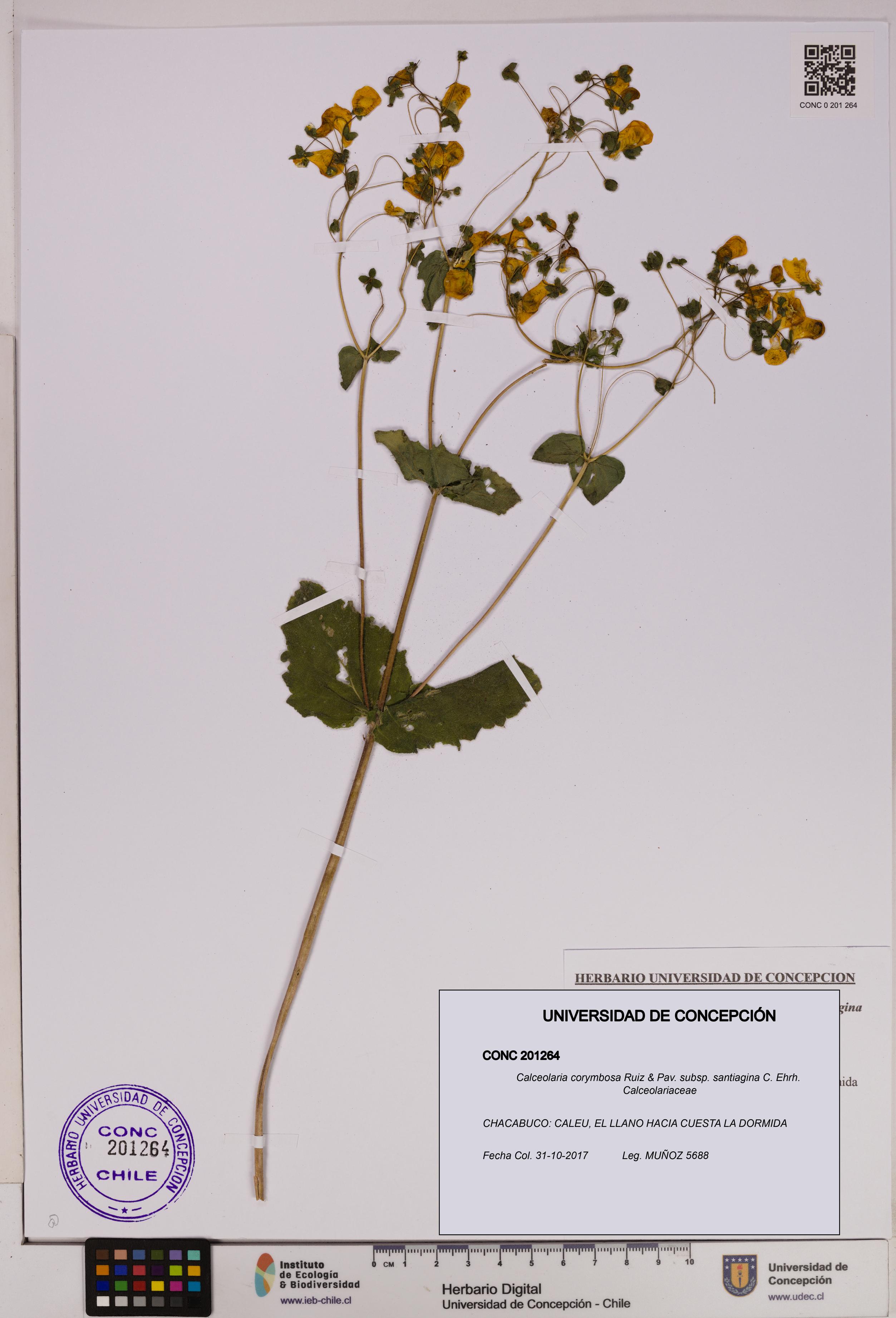 Calceolaria corymbosa subsp. santiagina [Espécimen: UDEC:CONC:0201264]