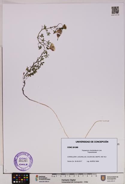 Tropaeolum rhomboideum [Espécimen: UDEC:CONC:0201265]