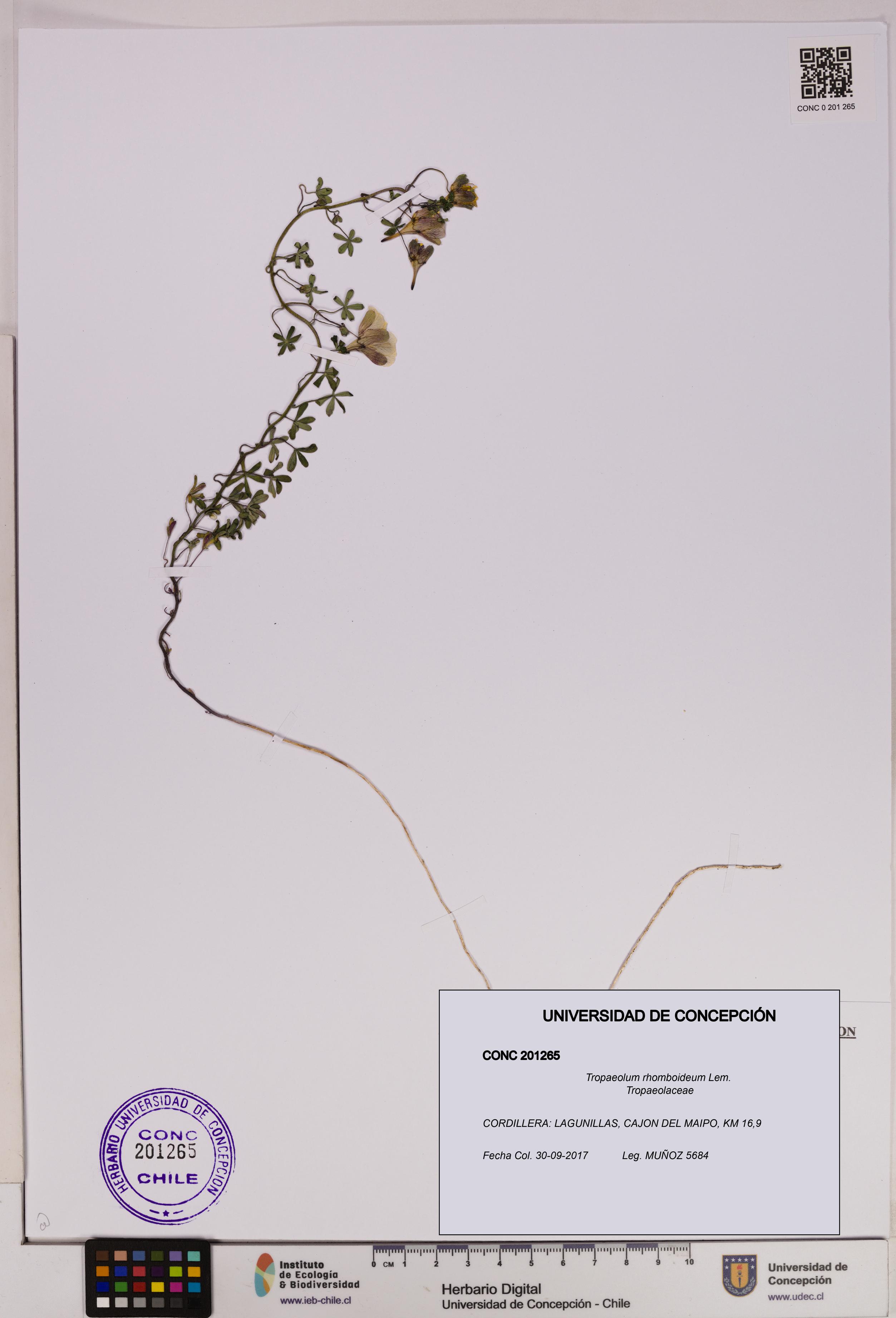 Tropaeolum rhomboideum [Espécimen: UDEC:CONC:0201265]