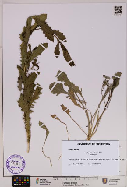 Haplopappus litoralis [Espécimen: UDEC:CONC:0201266]