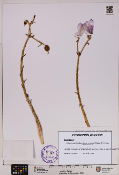 Alstroemeria philippii subsp. adrianae [Espécimen: UDEC:CONC:0201267]