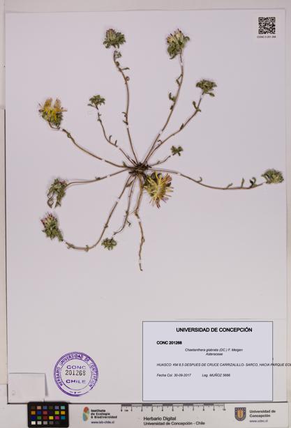 Chaetanthera glabrata [Espécimen: UDEC:CONC:0201268]