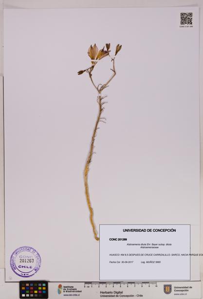 Alstroemeria diluta subsp. diluta [Espécimen: UDEC:CONC:0201269]