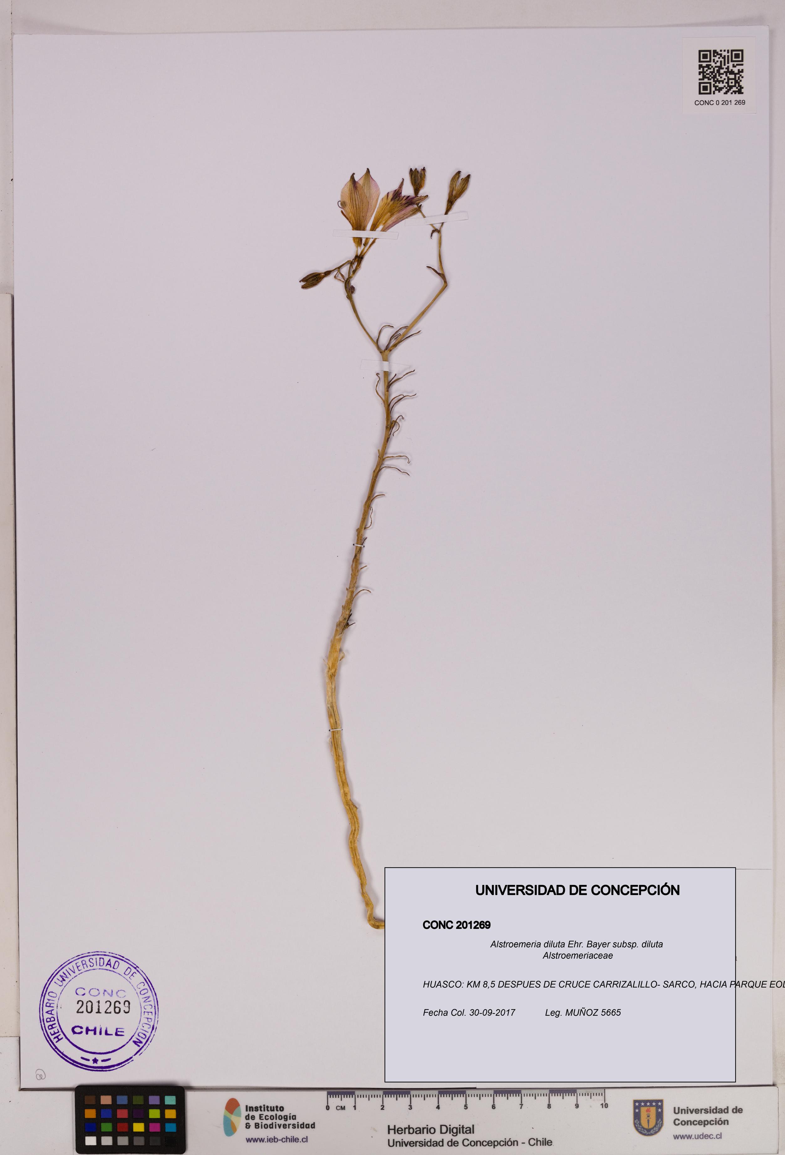 Alstroemeria diluta subsp. diluta [Espécimen: UDEC:CONC:0201269]