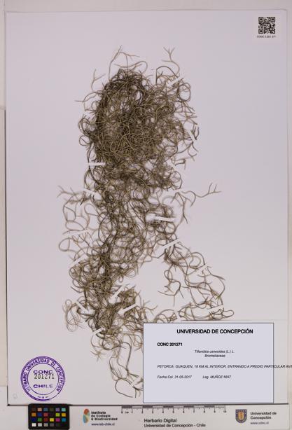 Tillandsia usneoides [Espécimen: UDEC:CONC:0201271]