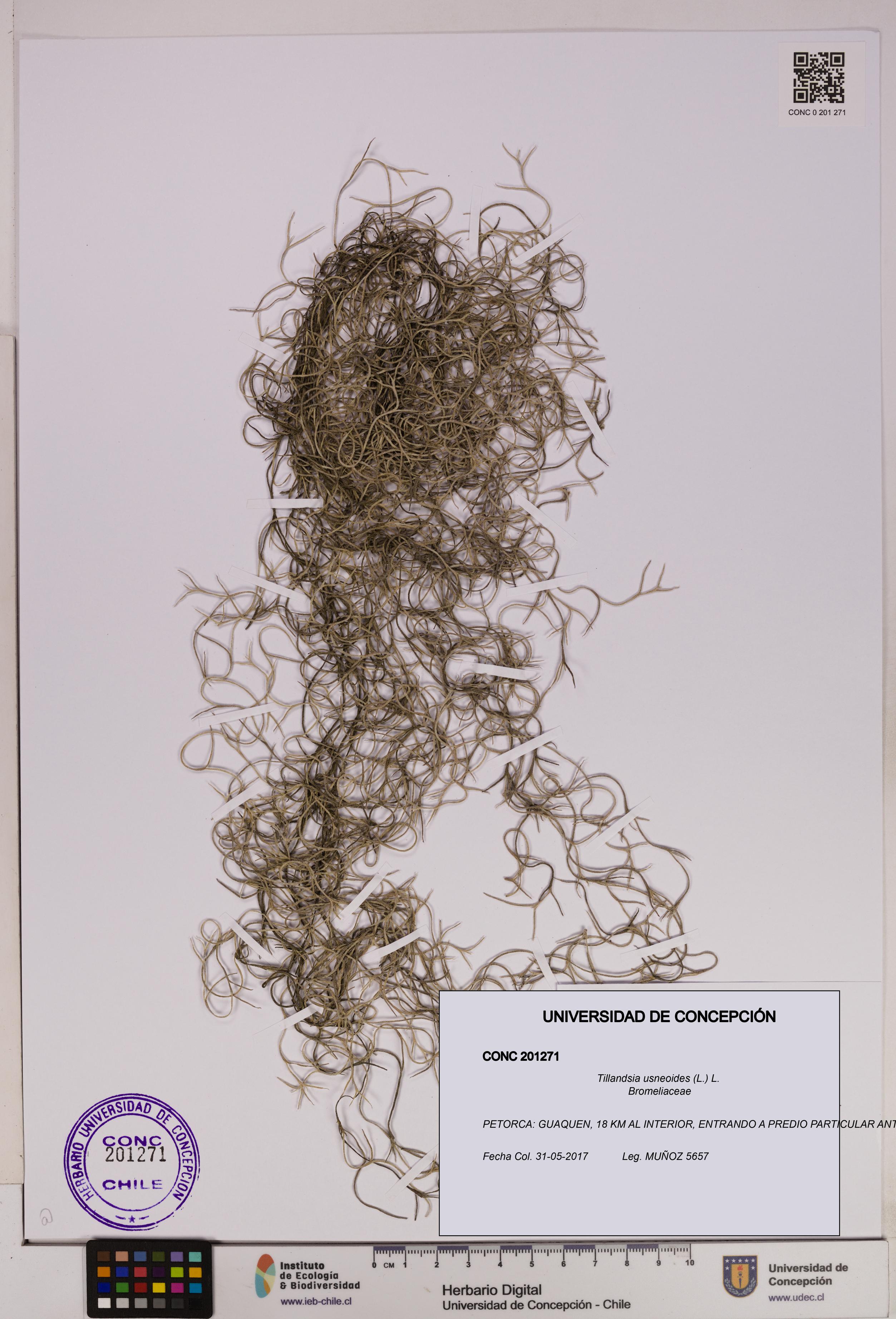 Tillandsia usneoides [Espécimen: UDEC:CONC:0201271]