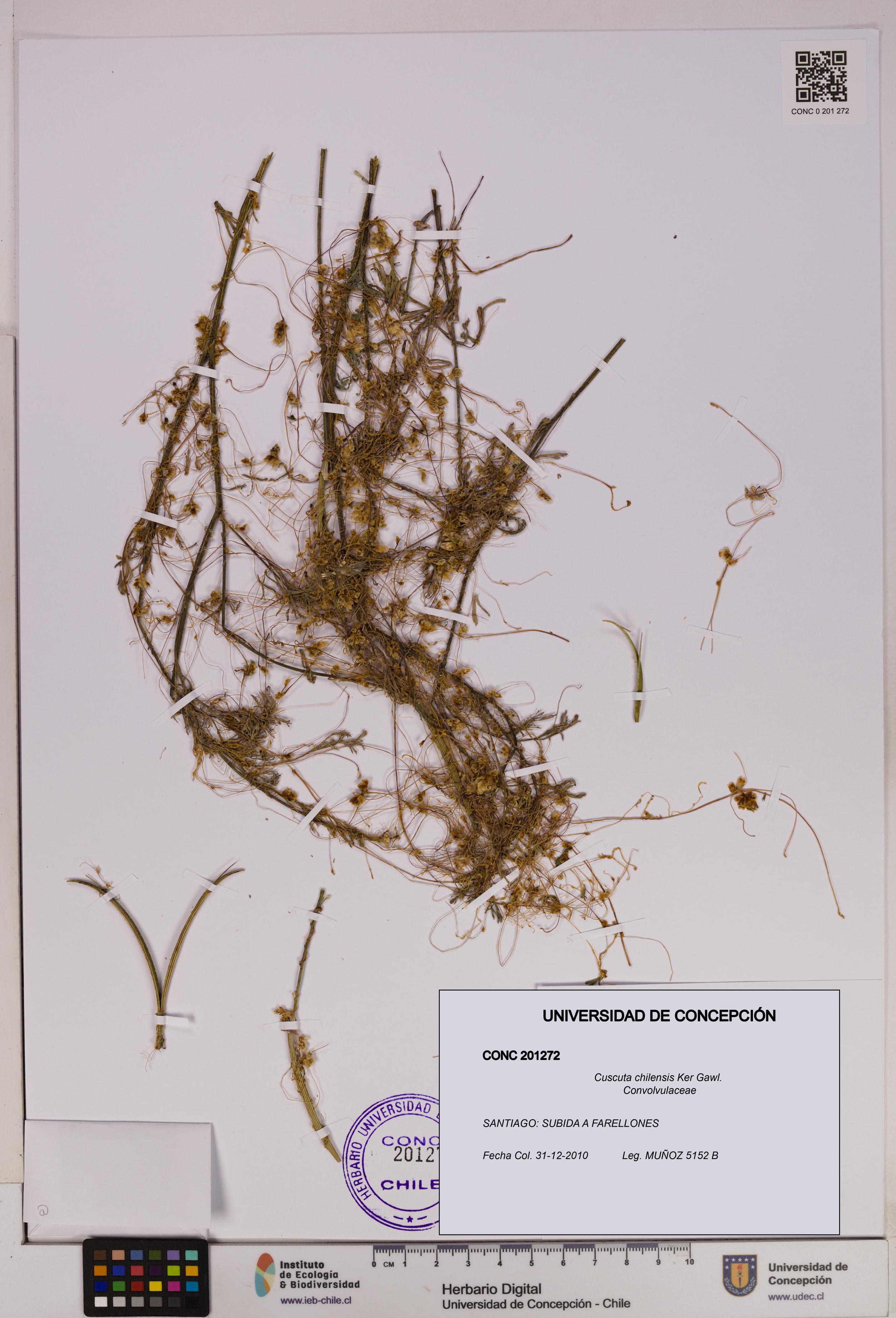 Cuscuta chilensis [Espécimen: UDEC:CONC:0201272]