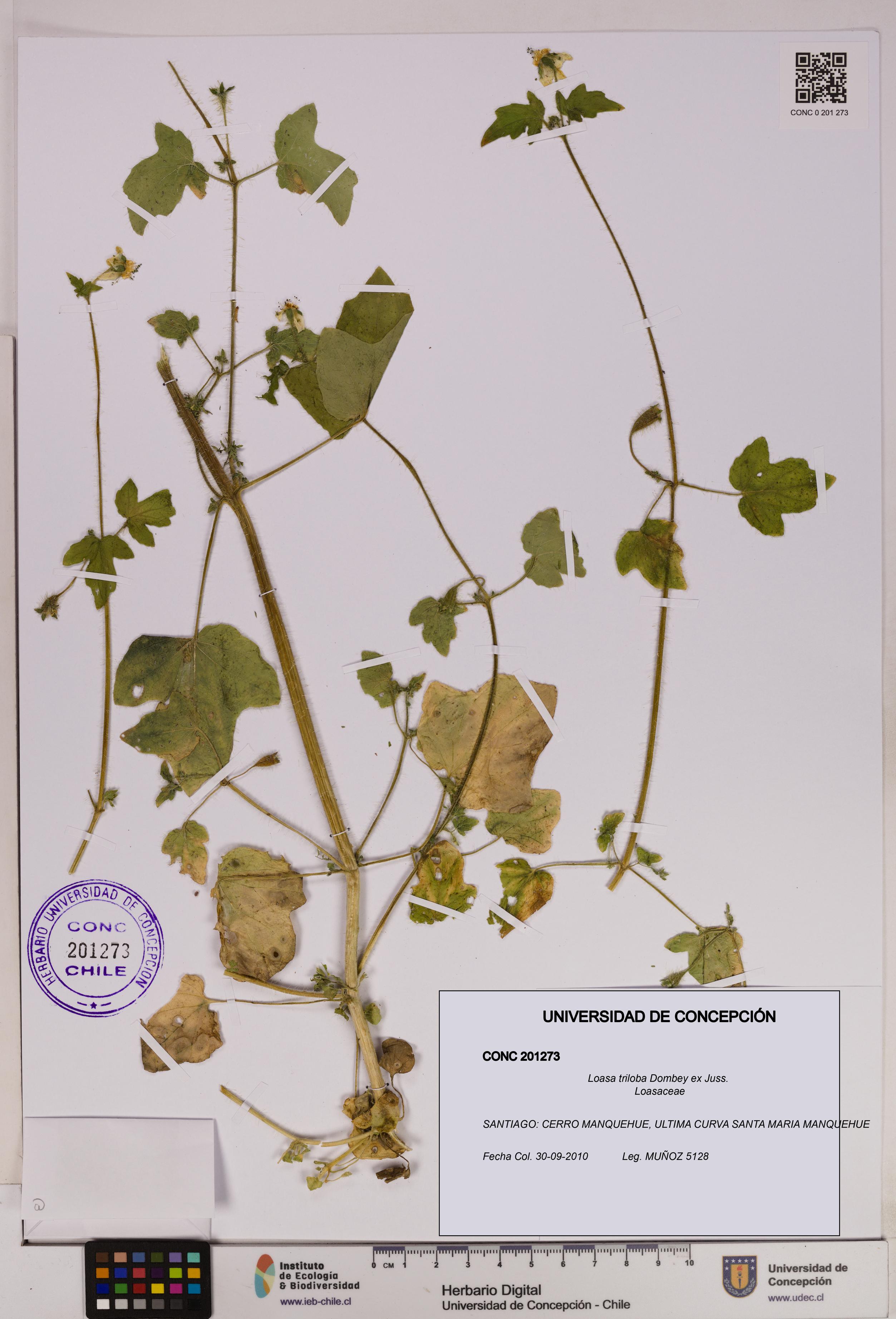 Loasa triloba [Espécimen: UDEC:CONC:0201273]