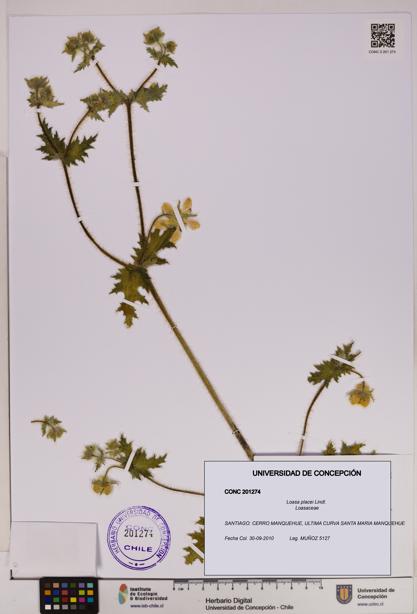 Loasa placei [Espécimen: UDEC:CONC:0201274]