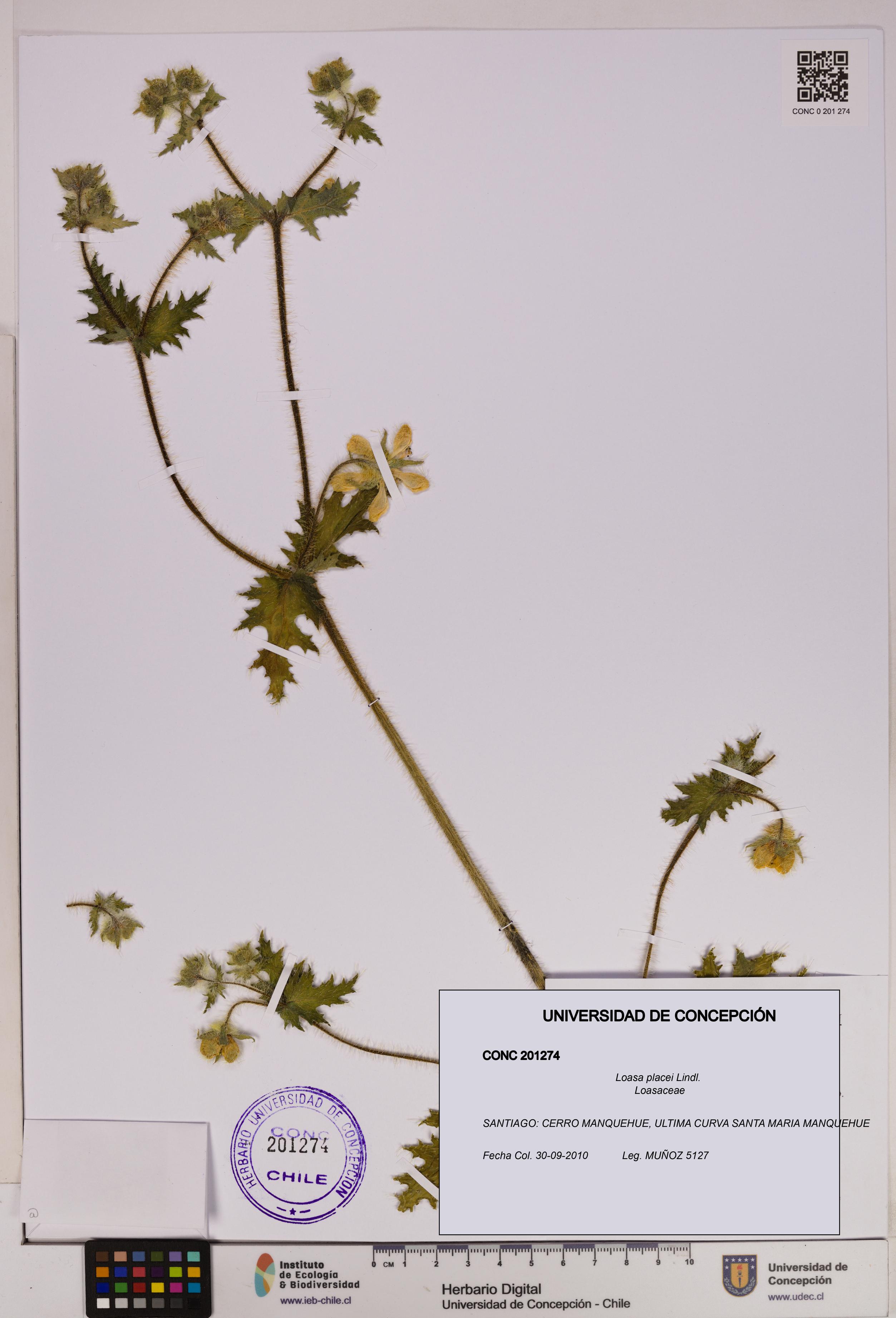 Loasa placei [Espécimen: UDEC:CONC:0201274]