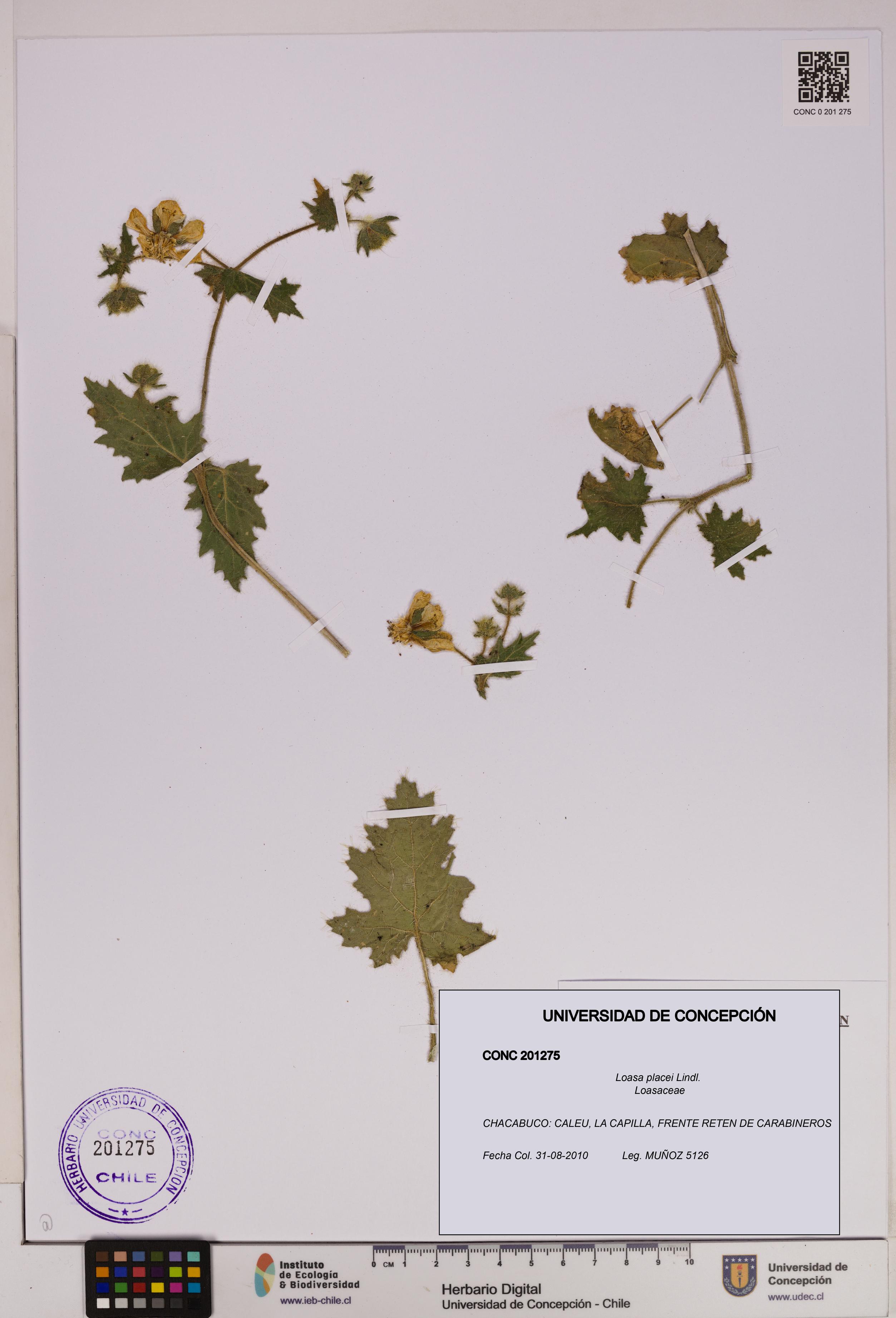 Loasa placei [Espécimen: UDEC:CONC:0201275]