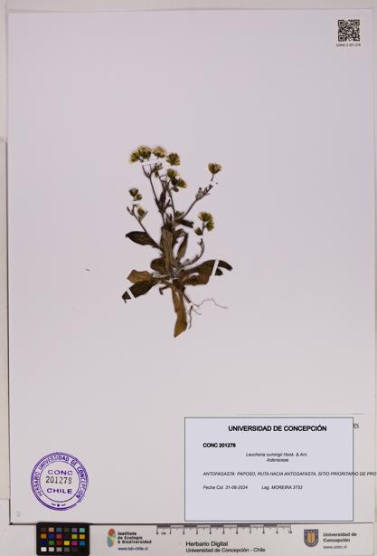 Leucheria cumingii [Espécimen: UDEC:CONC:0201278]