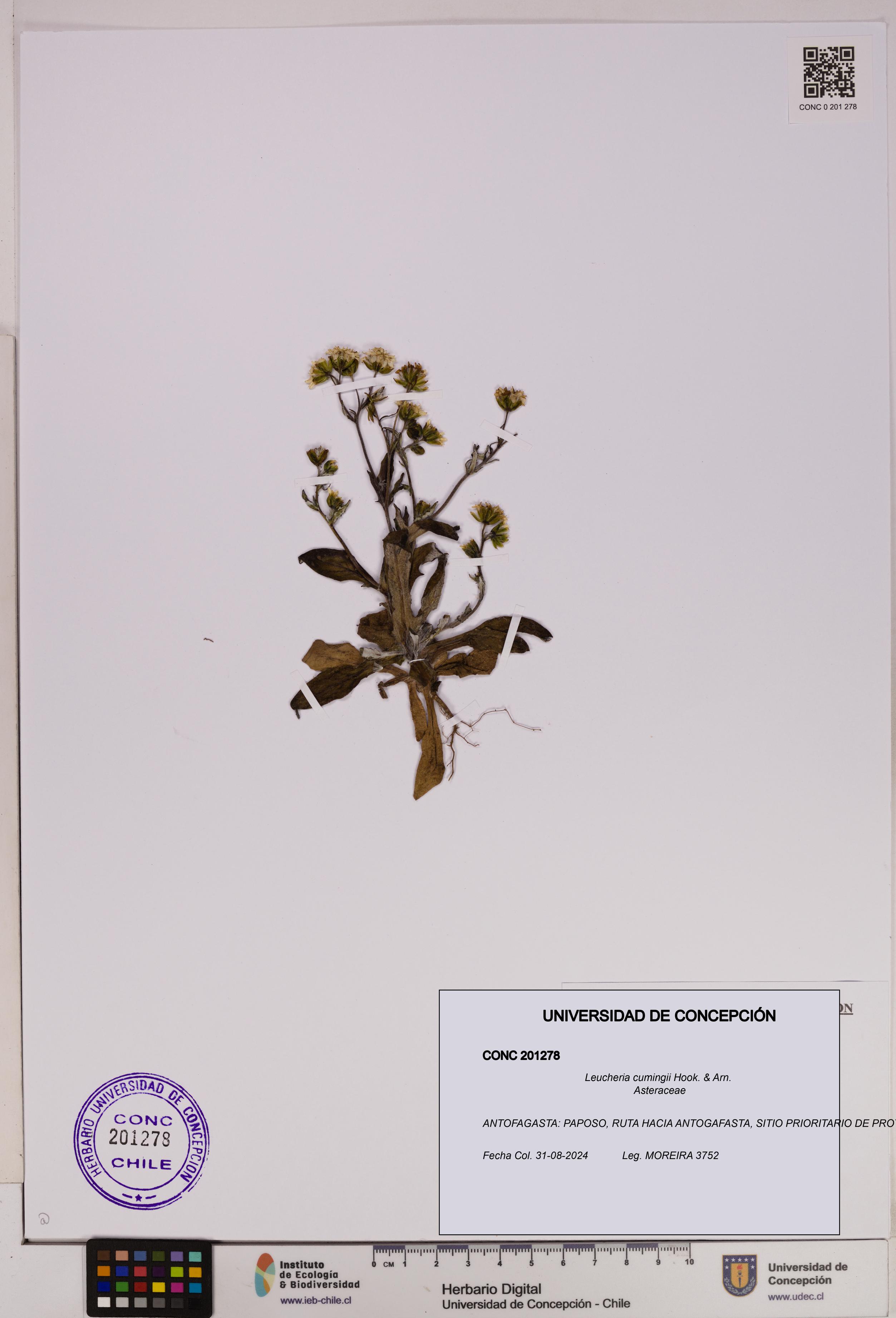 Leucheria cumingii [Espécimen: UDEC:CONC:0201278]